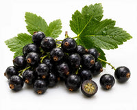 Blackcurrant