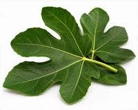 Fig Leaf