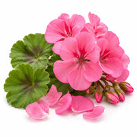 Geranium