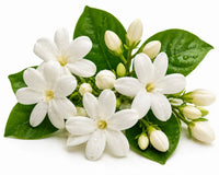 Jasmine