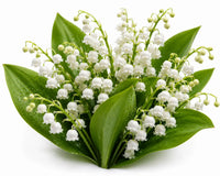 Lily of the Valley