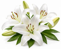 Lily
