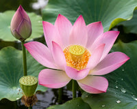 Lotus
