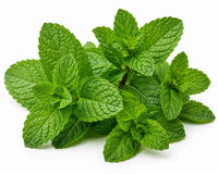Mint