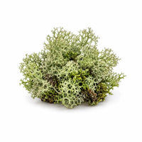Oakmoss