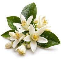 Orange Blossom