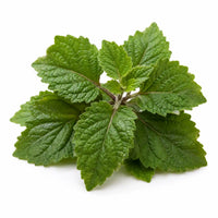 Patchouli