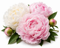 Peony