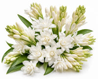 Tuberose