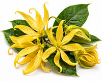 Ylang-Ylang